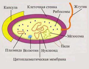 Строение клетки микроплазмы