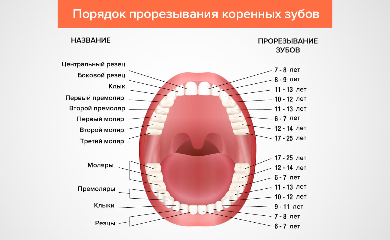 Порядок прорезывания коренных зубов