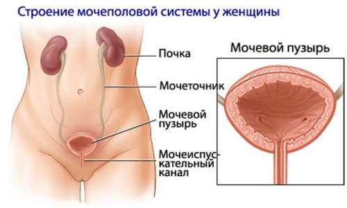 Наиболее часто инфекция внедряется по восходящей, из уретры в мочевой пузырь