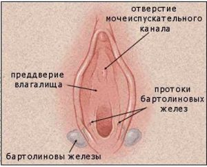 Воспаление бартолиновой железы