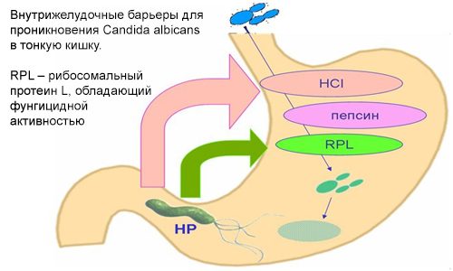 Внутрижелудочные барьеры