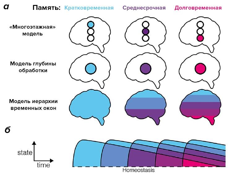 Память: биологические и медицинские аспекты