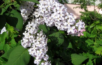 Сирень, избавление от мигрени