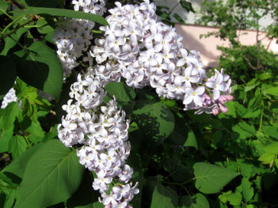 Сирень, избавление от мигрени