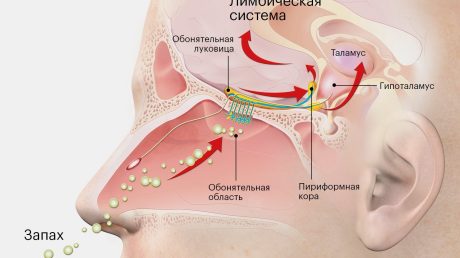Ароматерапия и влияние запахов на нервную систему
