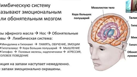 Ароматерапия в терапии новообразований мозга