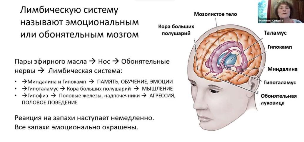 Ароматерапия в терапии новообразований мозга