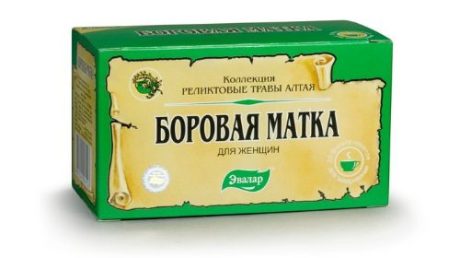 Чем полезен прием боровой матки при аденомиозе?