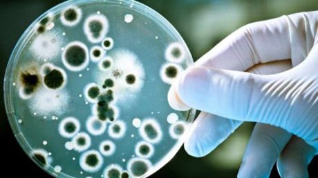 Что такое Candida albicans и нужно ли это лечить?
