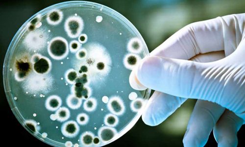 Что такое Candida albicans и нужно ли это лечить?