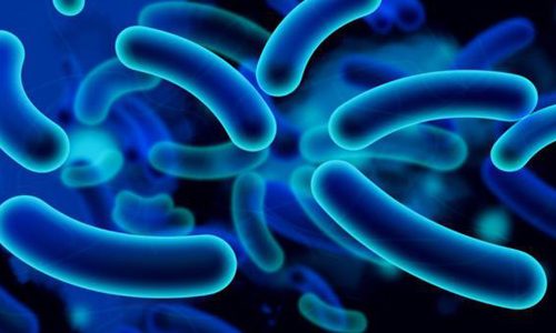 Что значит, если обнаружены Уреаплазма специес у женщин и мужчин?