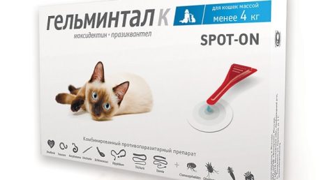 Гельмитон спас каникулы