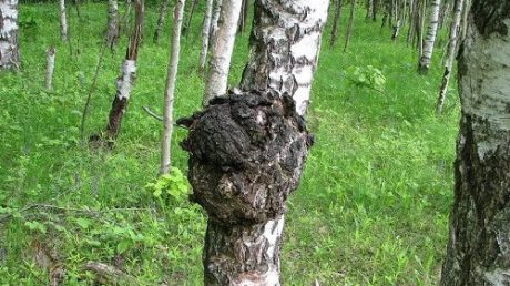 Как избавиться от простатита с помощью чаги?