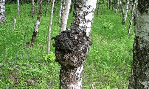 Как избавиться от простатита с помощью чаги?
