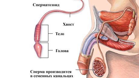 Как варикоцеле у мужчин влияет на зачатие ребенка?