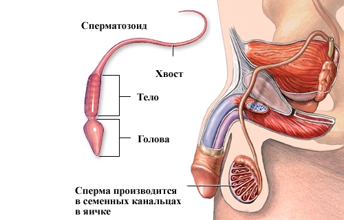 Как варикоцеле у мужчин влияет на зачатие ребенка?