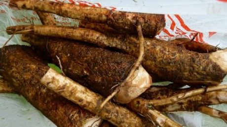 Лечение гепатита С с помощью корня лопуха