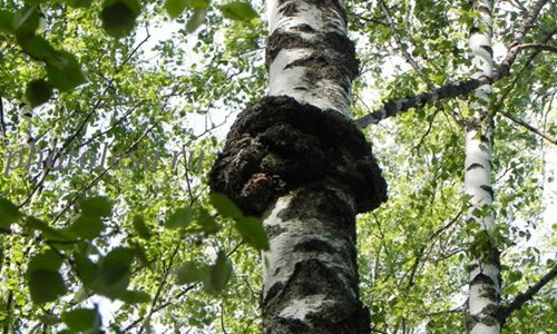 Лечение миомы матки с помощью березовой чаги