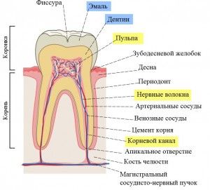 Мертвый зуб и его признаки