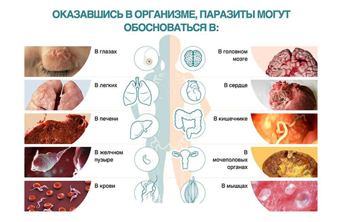 Notoxin (Нотоксин) — новое средство от паразитов