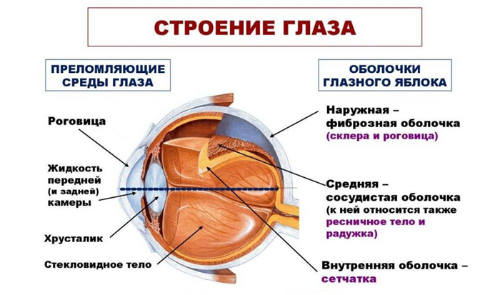 Orlium (Орлиум) – комплекс для улучшения зрения