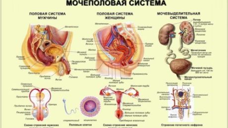 Пищевая сода при цистите: способы применения