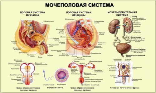 Пищевая сода при цистите: способы применения