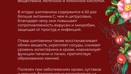 Полезные качества шиповника