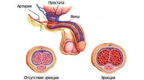 Препараты для мужской потенции на натуральной основе
