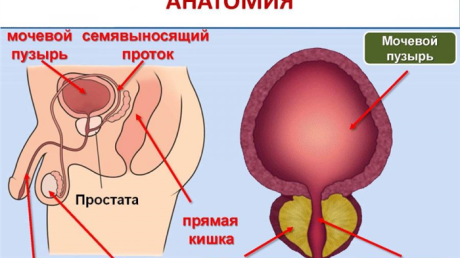 Простатит и беременность — можно ли забеременеть при болезни простаты у мужчины