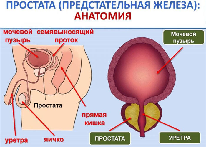 Простатит и беременность — можно ли забеременеть при болезни простаты у мужчины
