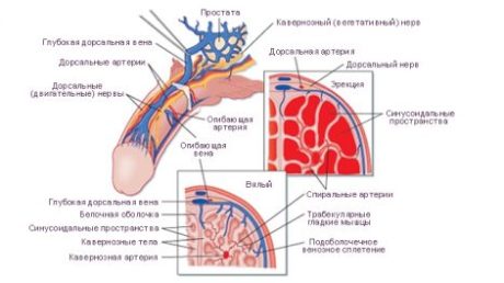 Способы лечения импотенции в домашних условиях